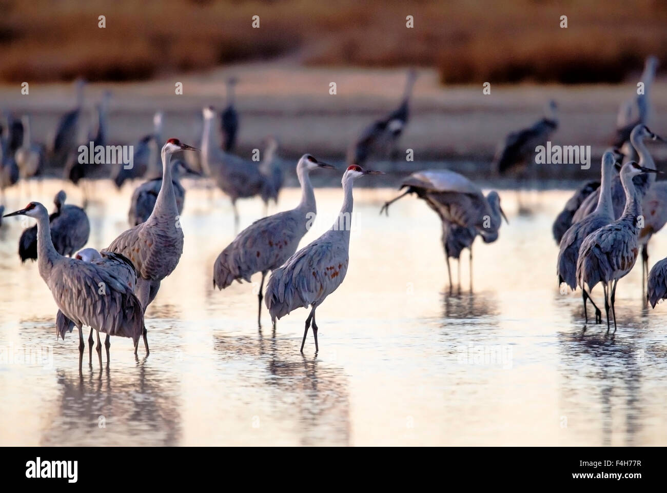 Sandhill Cranes at sunrise, Monte Vista National Wildlife Refuge