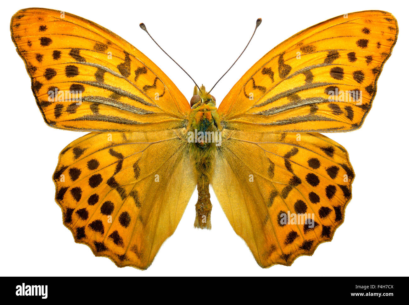 Isolated male Silver-washed Fritillary butterfly Stock Photo