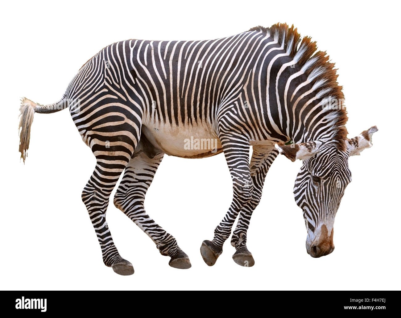 Isolated zebra of Grevy Stock Photo