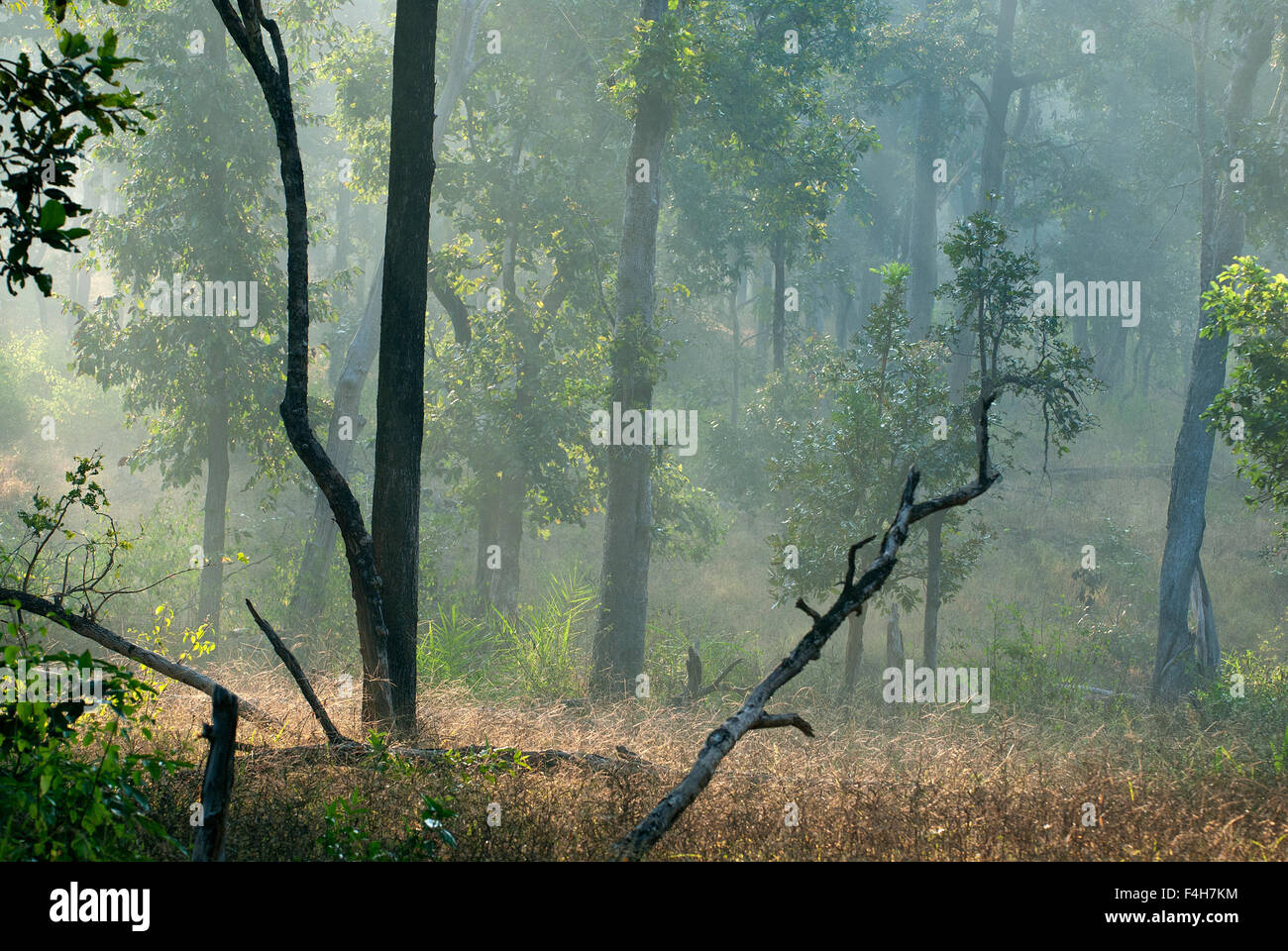 morning light forest hi-res photography and images - Alamy