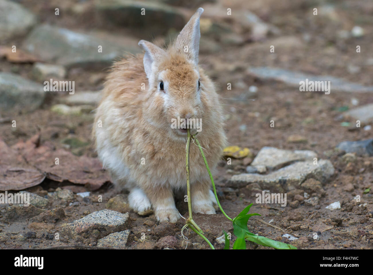 The brown rabbit with rocks Stock Photo - Alamy