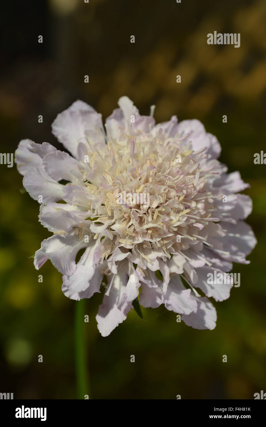 Scabiosa atropurpurea pincushion flower hires stock photography and images Alamy