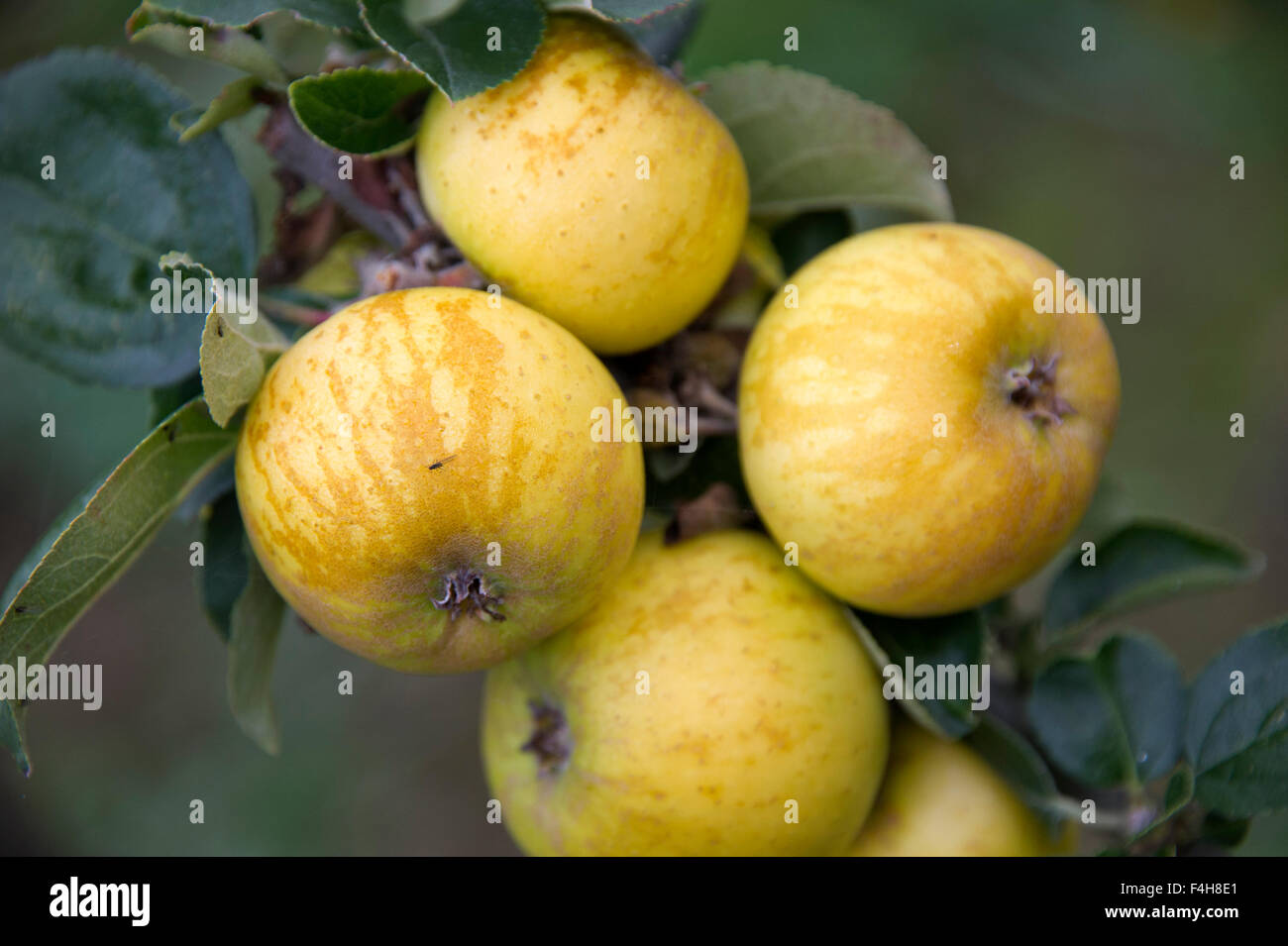 'Bringewood Pippin' apple variety growing on a tree in an orchard in Shropshire. a UK apples fruit fruits trees orchards Stock Photo
