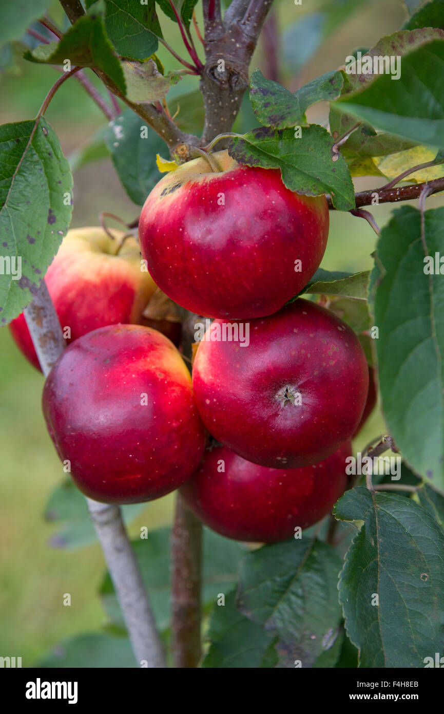 'Scrumptious Red' variety apples on a tree growing in an orchard in Shropshire. a UK apple trees orchards Stock Photo