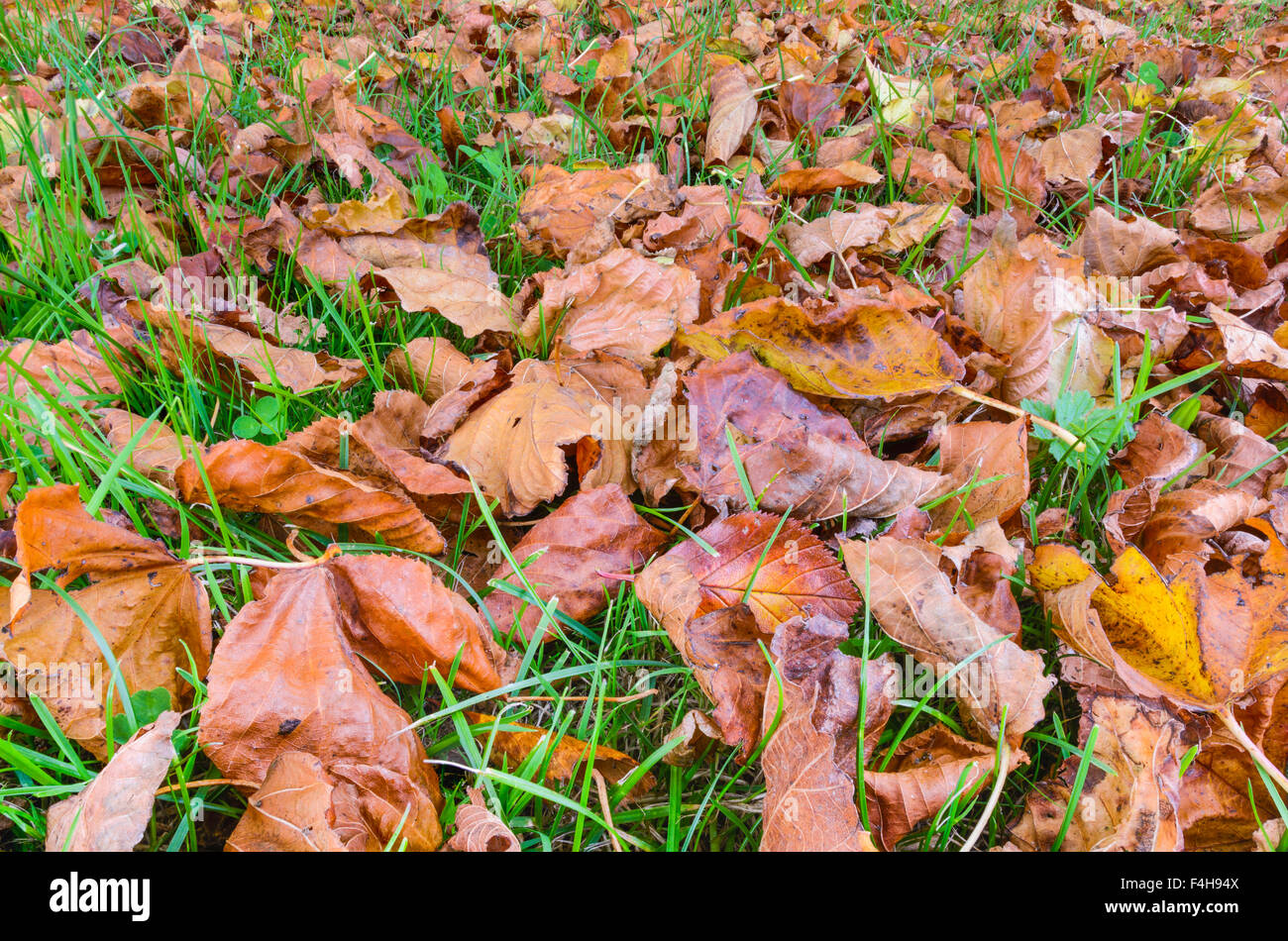 Autumn leaves laying on the ground after falling off trees. Stock Photo