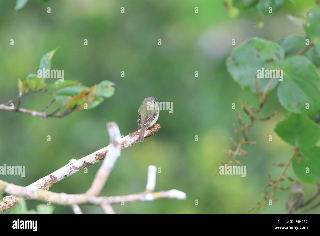 Slender-footed Tyrannulet (Zimmerius gracilipes) in Ecuador Stock Photo