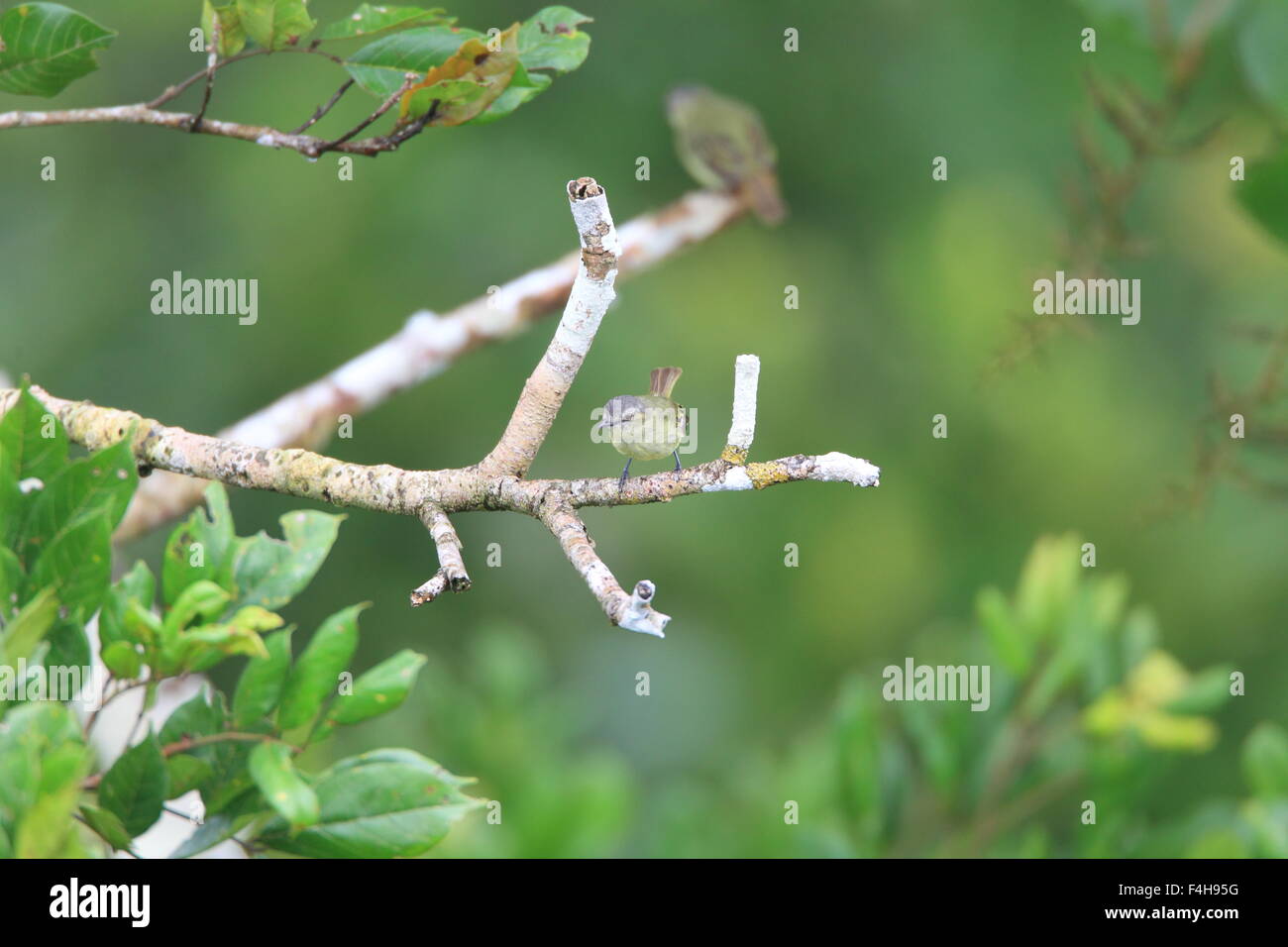 Slender-footed Tyrannulet (Zimmerius gracilipes) in Ecuador Stock Photo