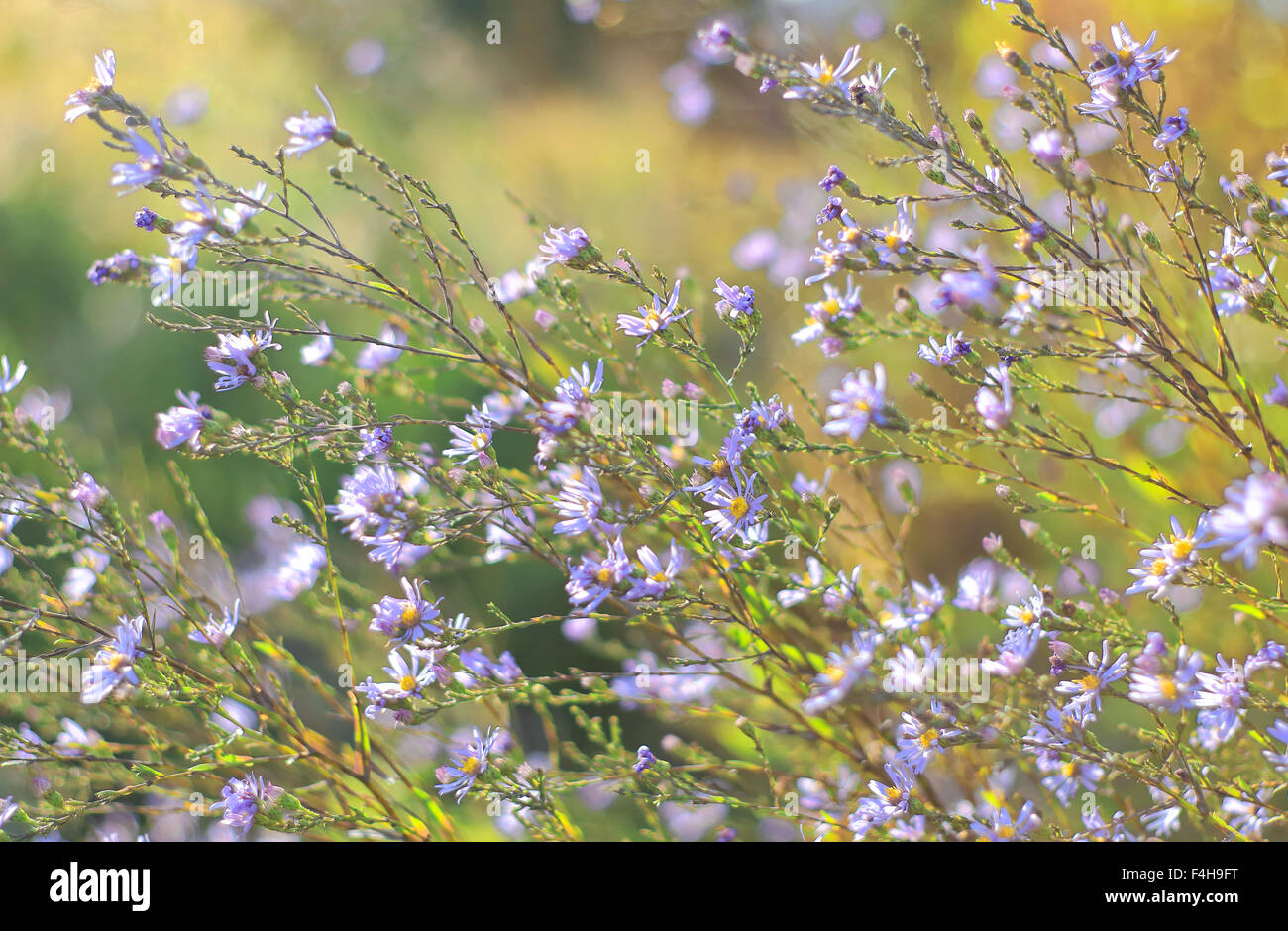Purple tansy aster flowers in autumn wind, Latin name: Machaeranthera bigelovii Stock Photo