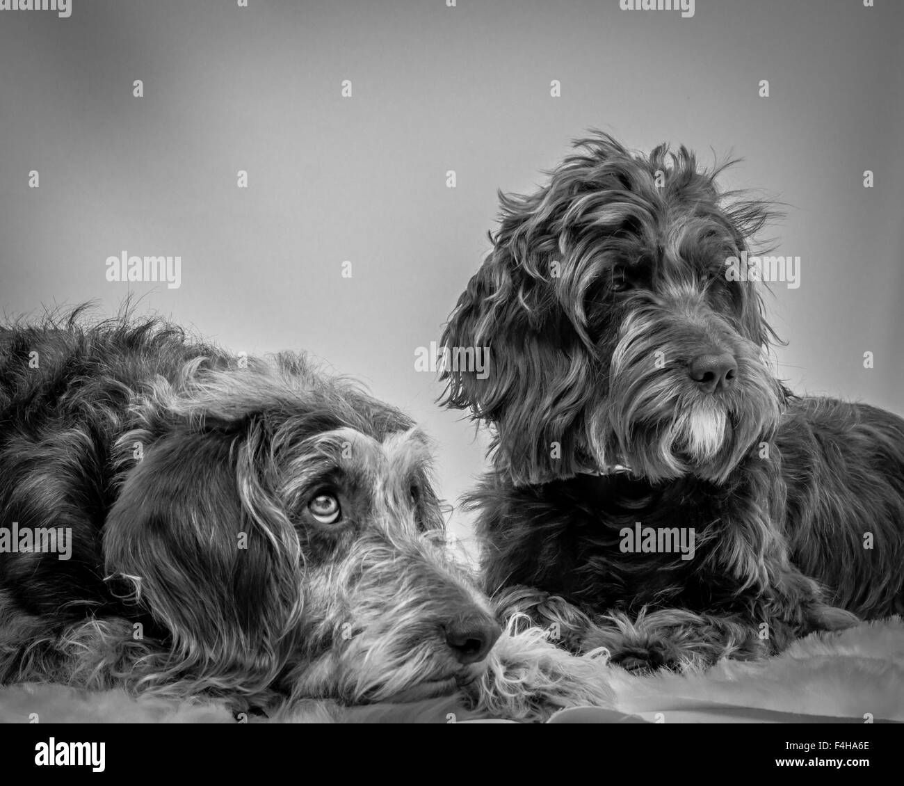 Mixed breed dogs against a white background Stock Photo