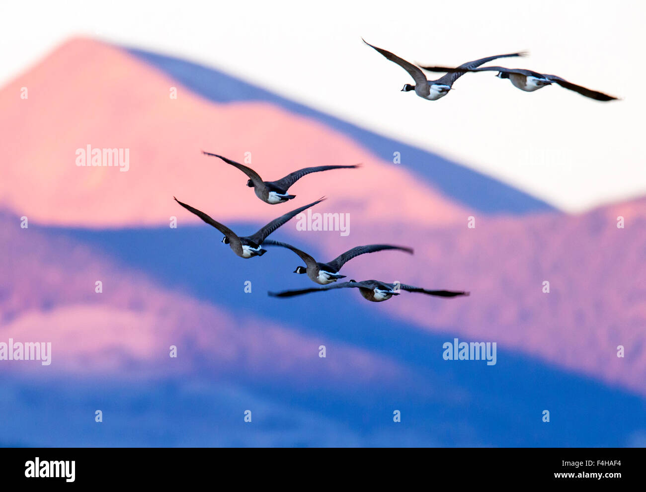 Canadian Geese in flight at sunrise, Monte Vista National Wildlife