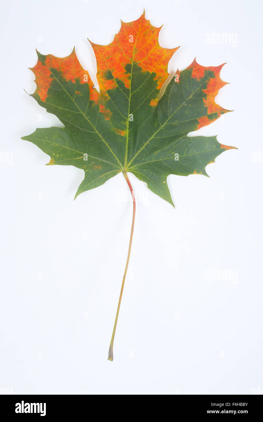 Colorful autumn maple leaf isolated on white background Stock Photo - Alamy