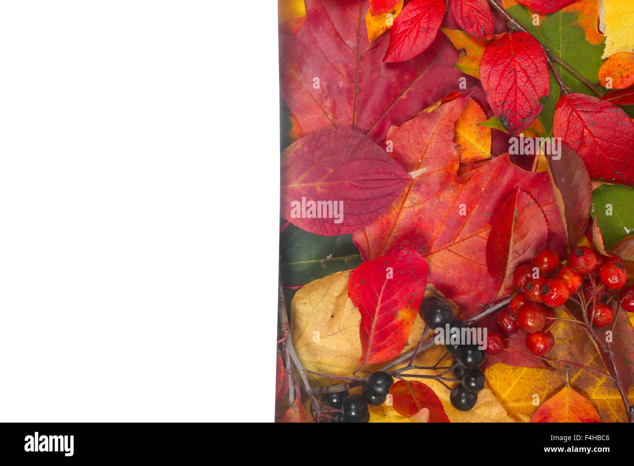 Frame of colorful autumn leaves isolated on white background Stock ...