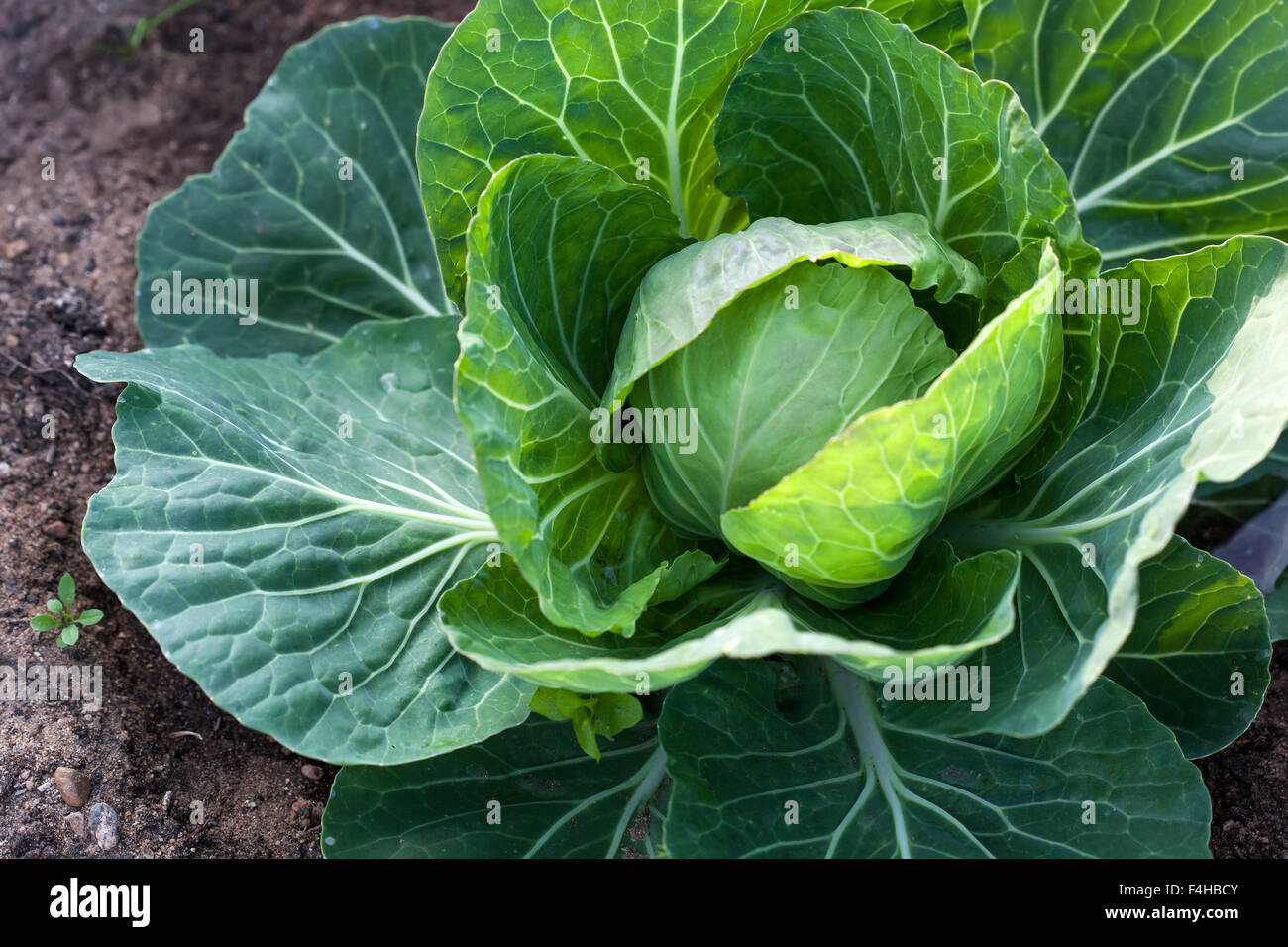 White head cabbage on the field ready to harvest Stock Photo