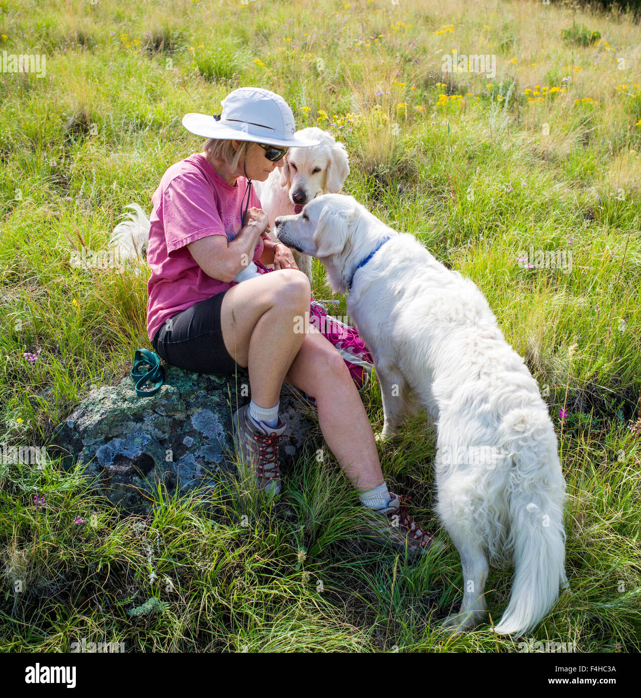 Female hiker pauses to feed two platinum colored Golden Retriever dogs Stock Photo