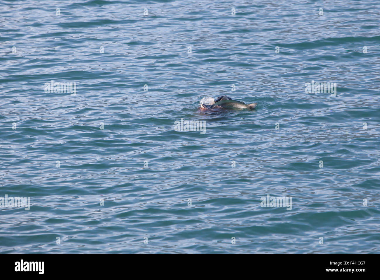 Sea Lions eating salmon near the Forest Service Salmon Hatchery In