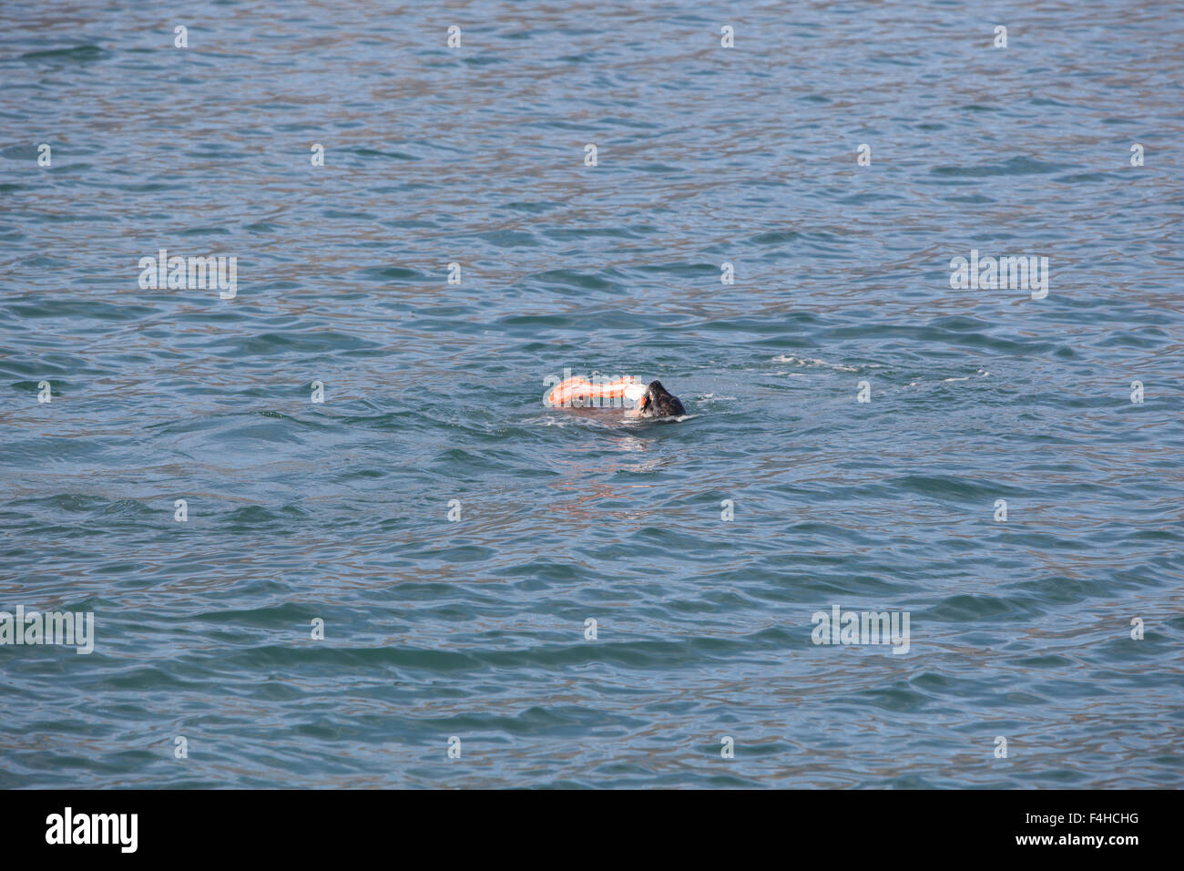 Sea Lions eating salmon near the Forest Service Salmon Hatchery In