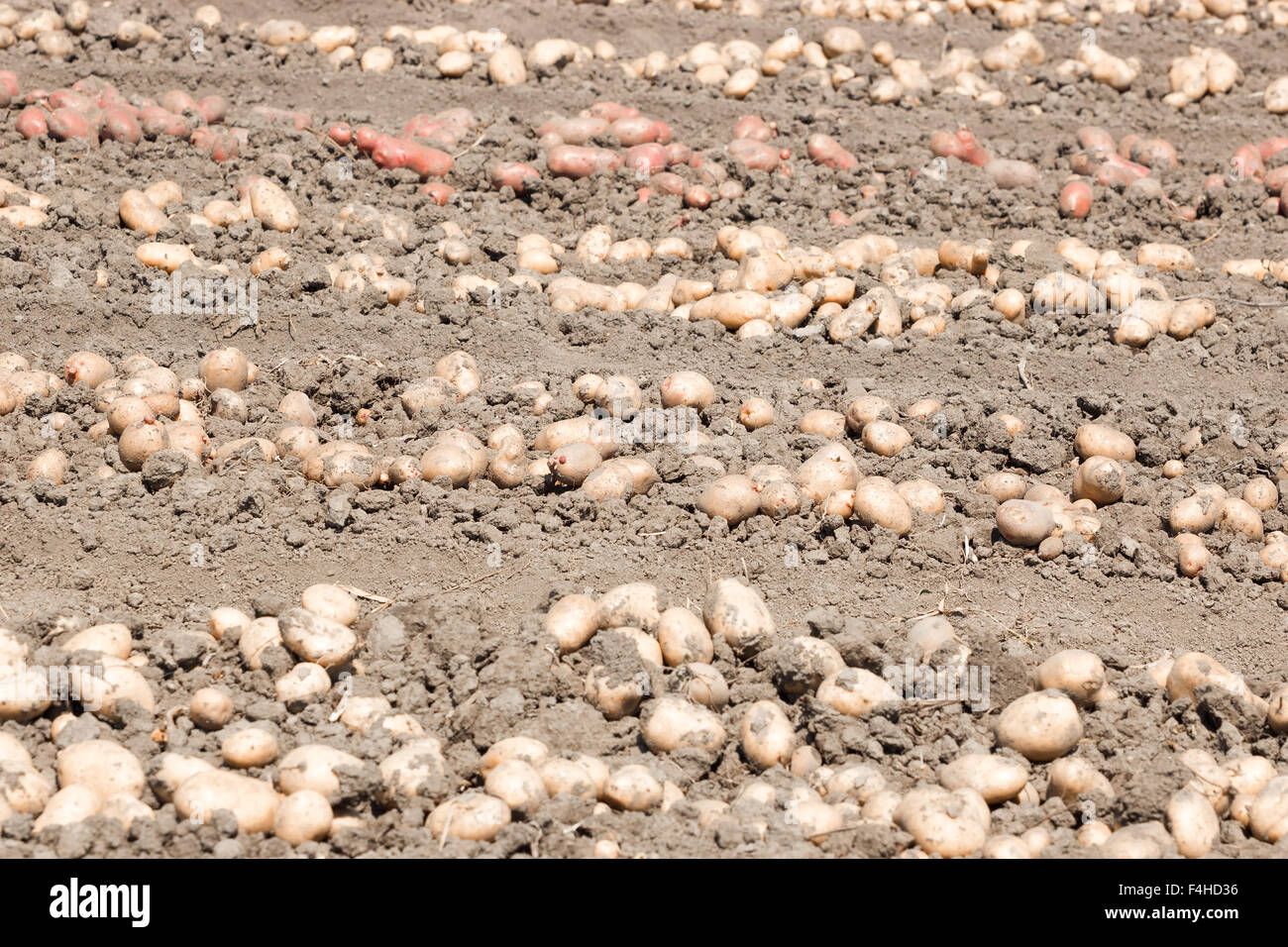 Potato production Stock Photo