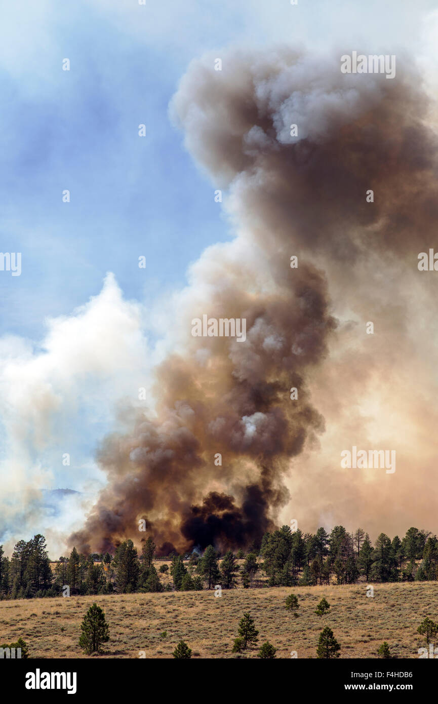 US Forest Service; controlled fire burn near Mt. Shavano; Chaffee County; central Colorado; USA Stock Photo