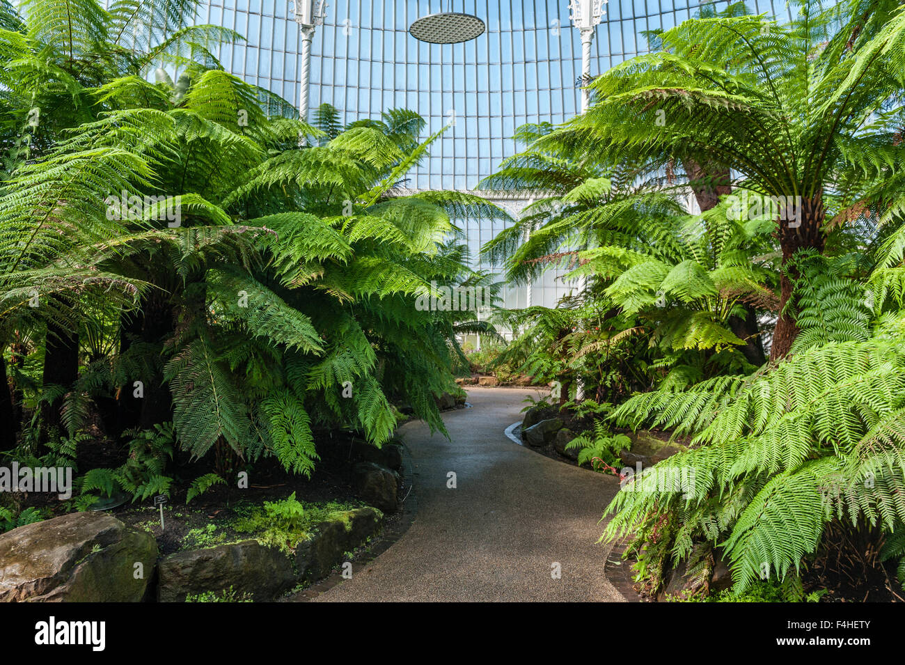 The Kibble Palace Victorian glasshouse in the Glasgow Botanic Garden, Scotland Stock Photo