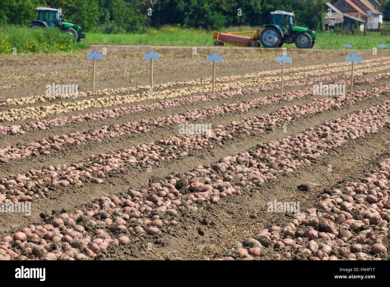 Season harvesting potatoes Stock Photo Alamy