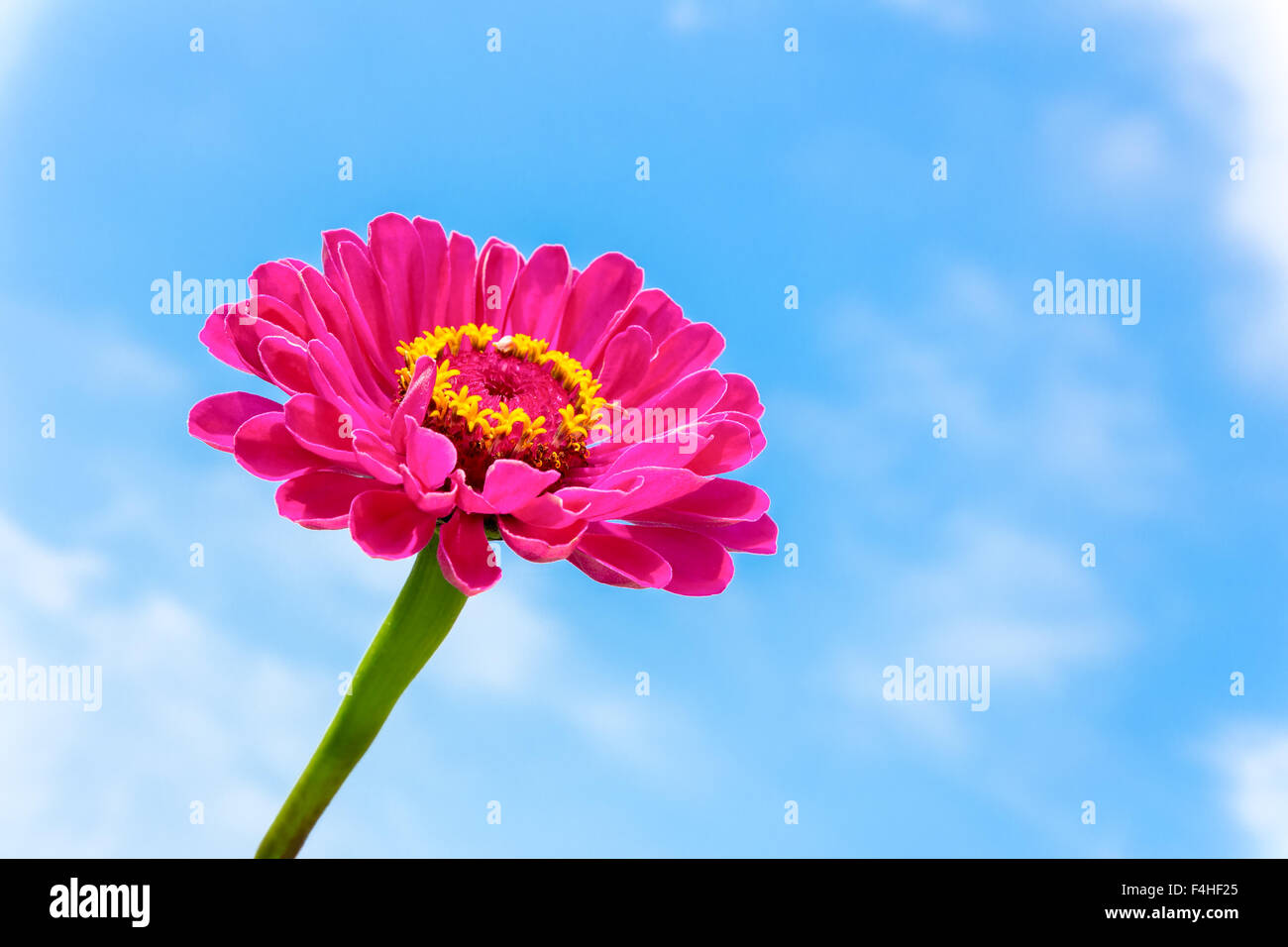 One pink Zinnia flower on stem with blue sky Stock Photo