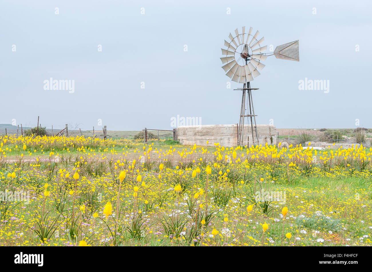 Yellow Kastert (cats tail), Bulbinella nutans, and a windmill with dam at Matjiesfontein farm near Nieuwoudtville Stock Photo