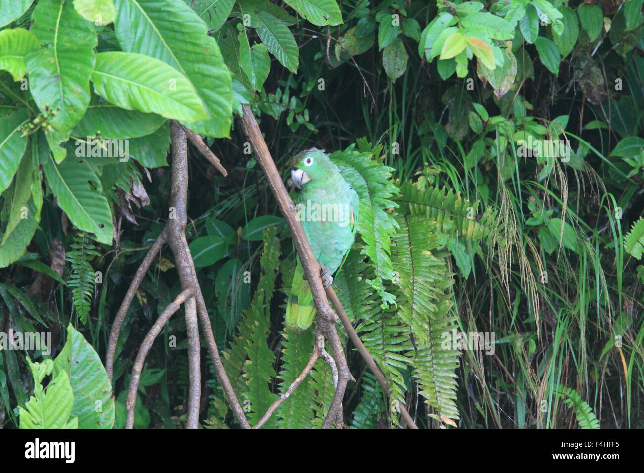Yellow-crowned Parrot (Amazona ochrocephala) in Ecuador Stock Photo