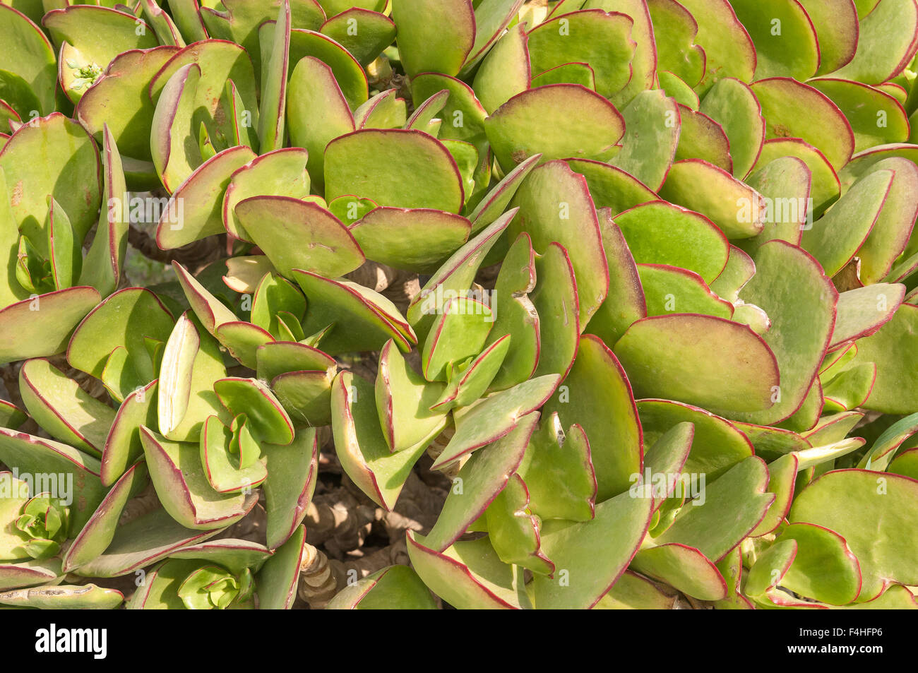 The pigs ear, Cotyledon orbiculata, is a succulent plant indigenous to
