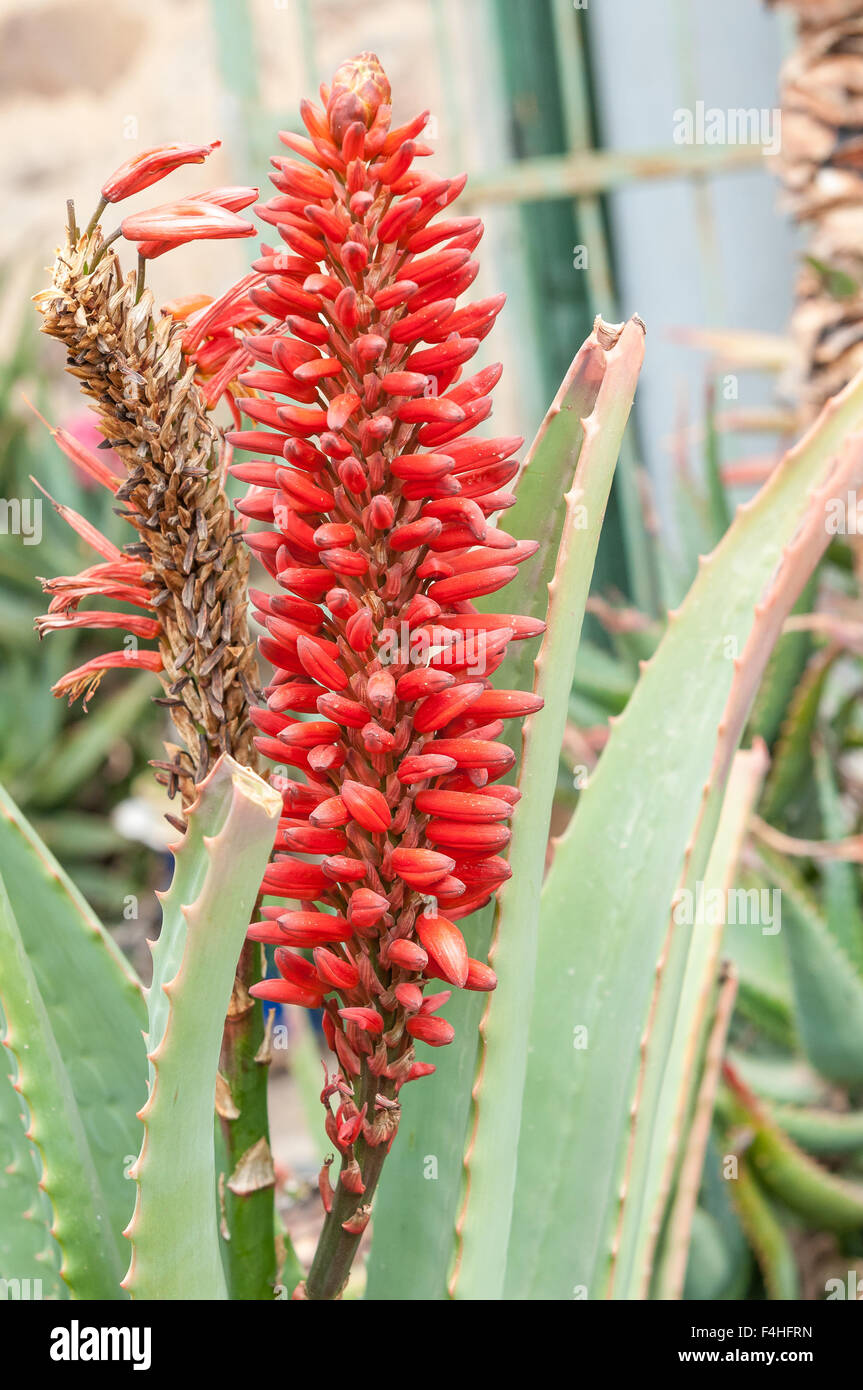The Namaqua Aloe, Aloe khamiesensis, grows in mountainous terrain in  Namaqualand and in the Calvinia district in the Northern Ca Stock Photo -  Alamy
