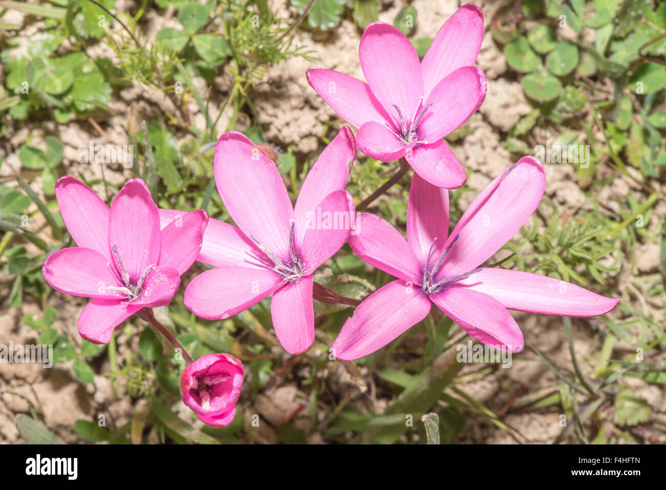 The Pienk aandblom, Hesperantha pauciflora, is a deciduous perennial