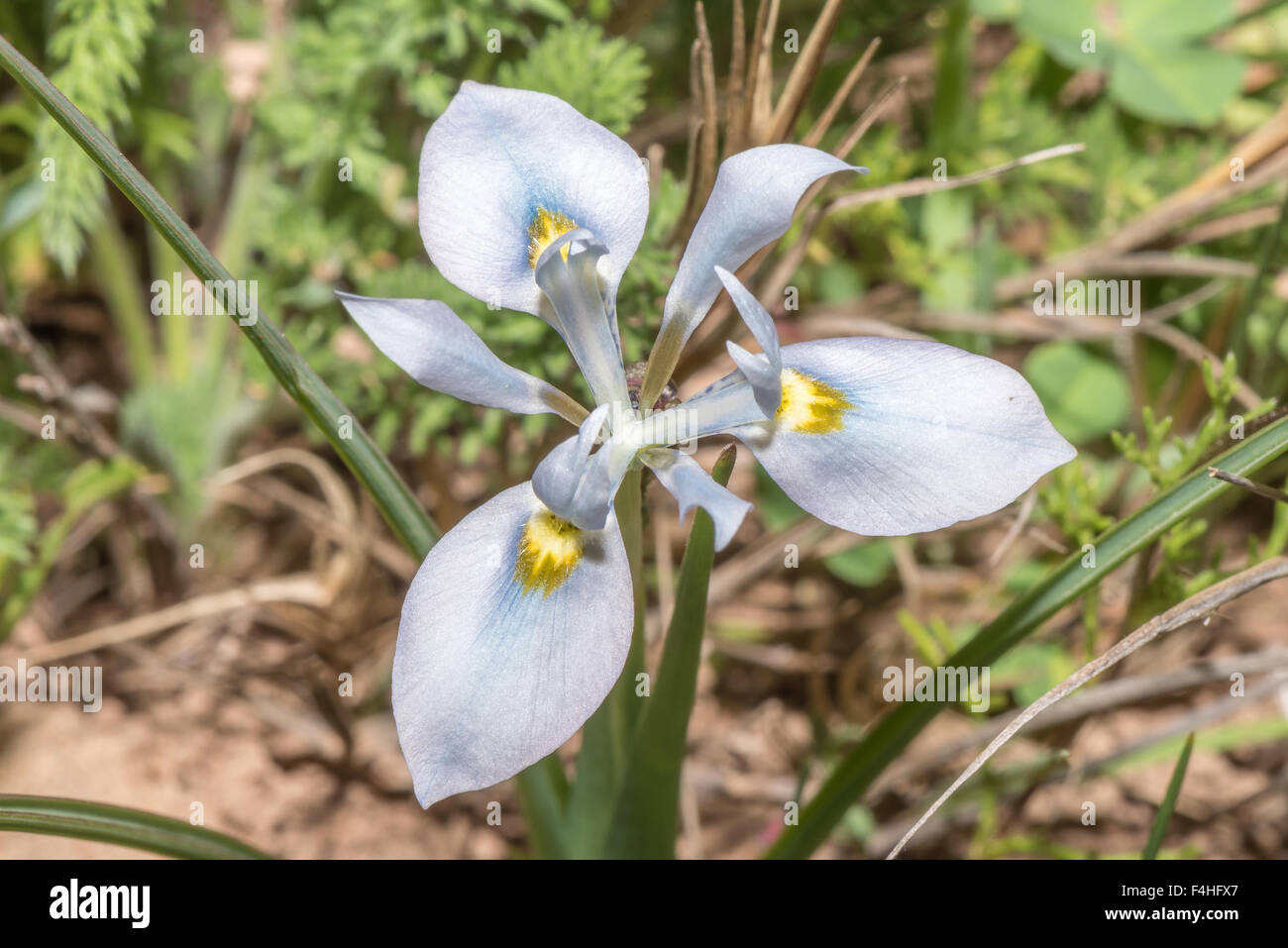 A light blue variation of the Cape Blue Tulip, Moraea polystachya at the Hantam National Botanical Gardens at Nieuwoudtville Stock Photo