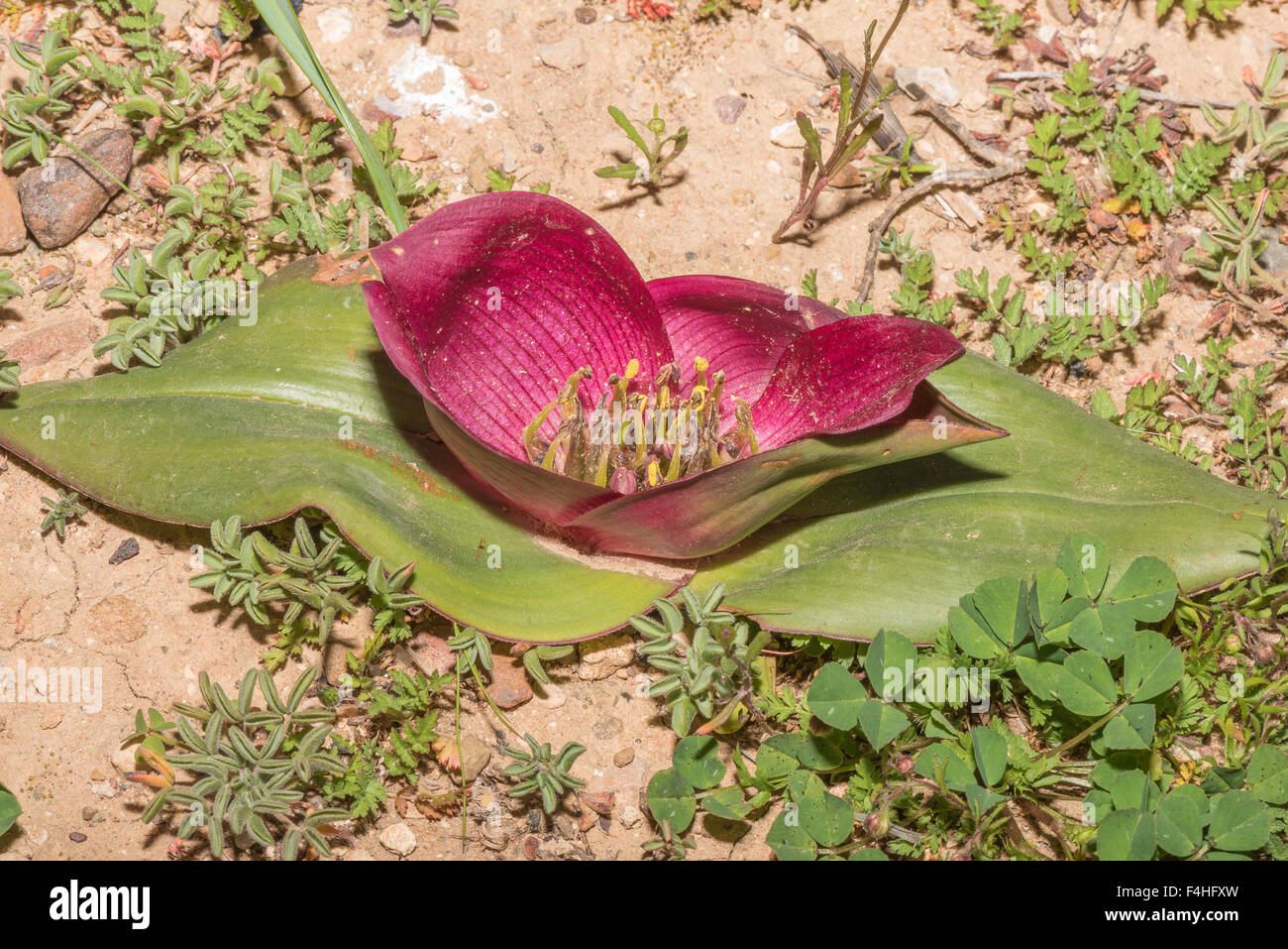 The cup and saucer flower, Colchicum coloratum, at Matjiesfontein farm near Nieuwoudtville Stock Photo
