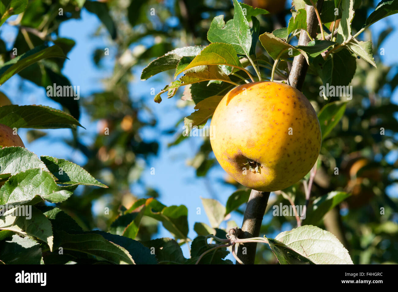 An apple of the variety Egremont Russet growing on a tree. Stock Photo