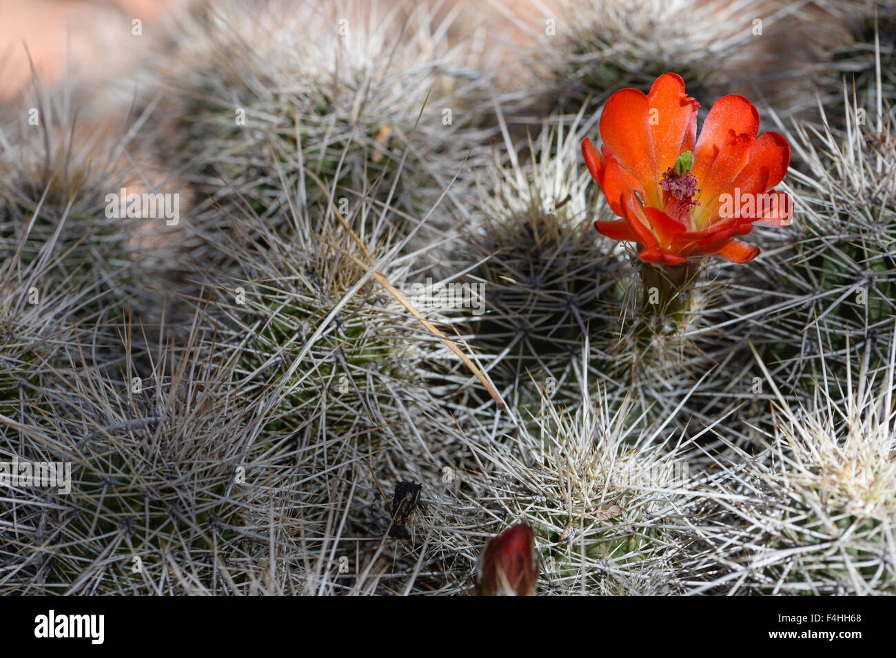 Red cactus flower Stock Photo