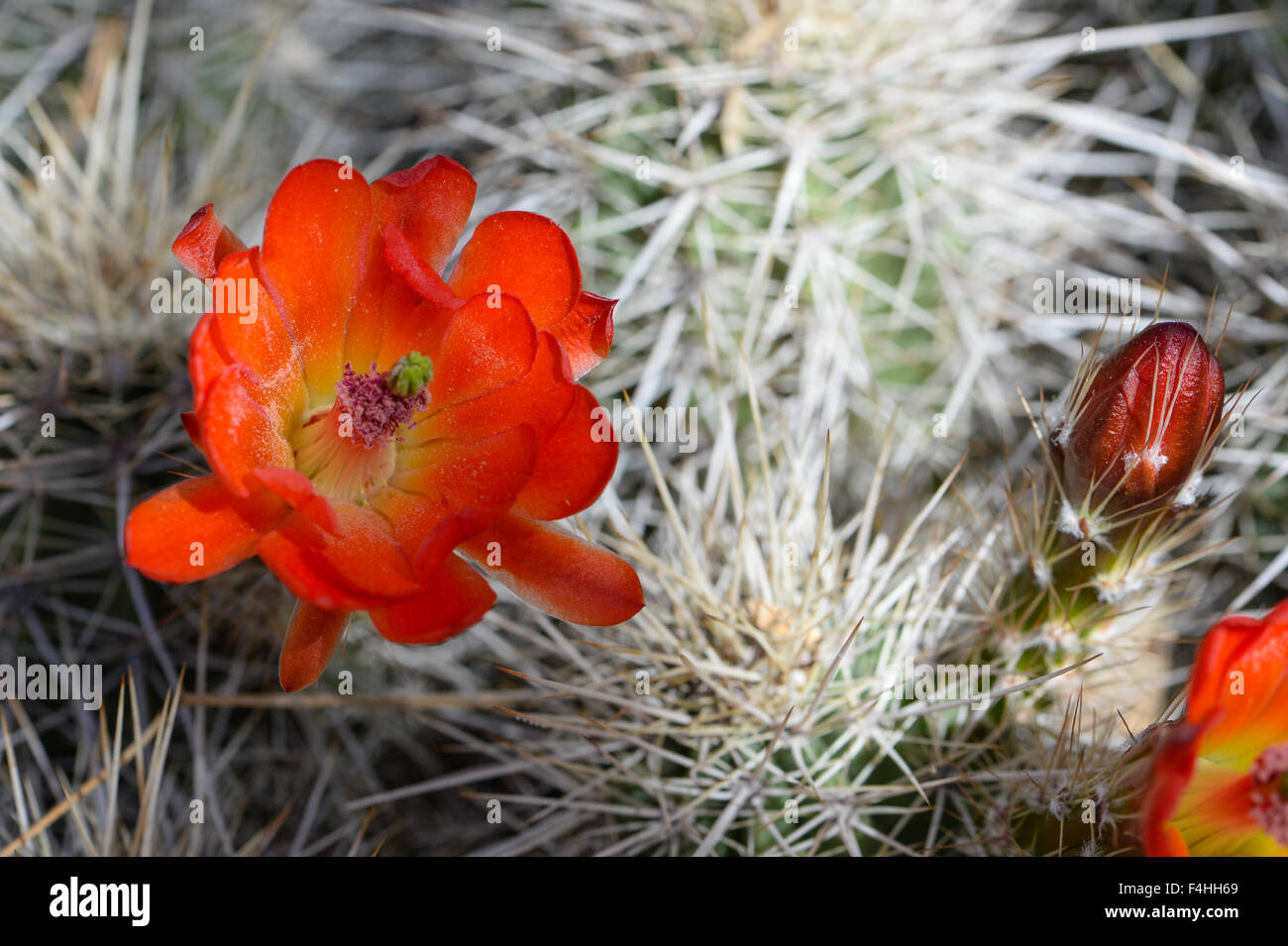 Red cactus flower Stock Photo