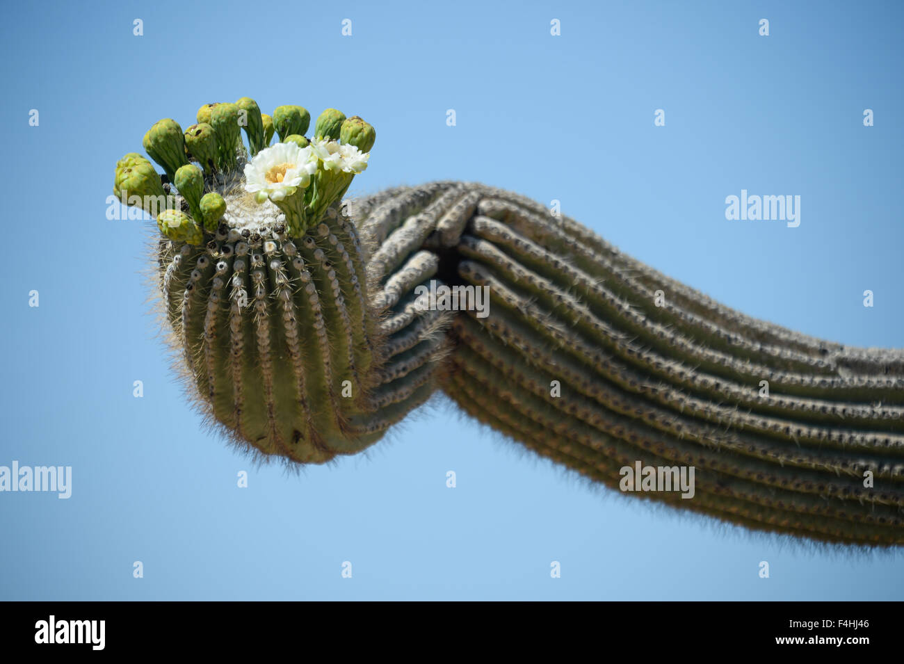 Cactus in desert, Arizona Stock Photo