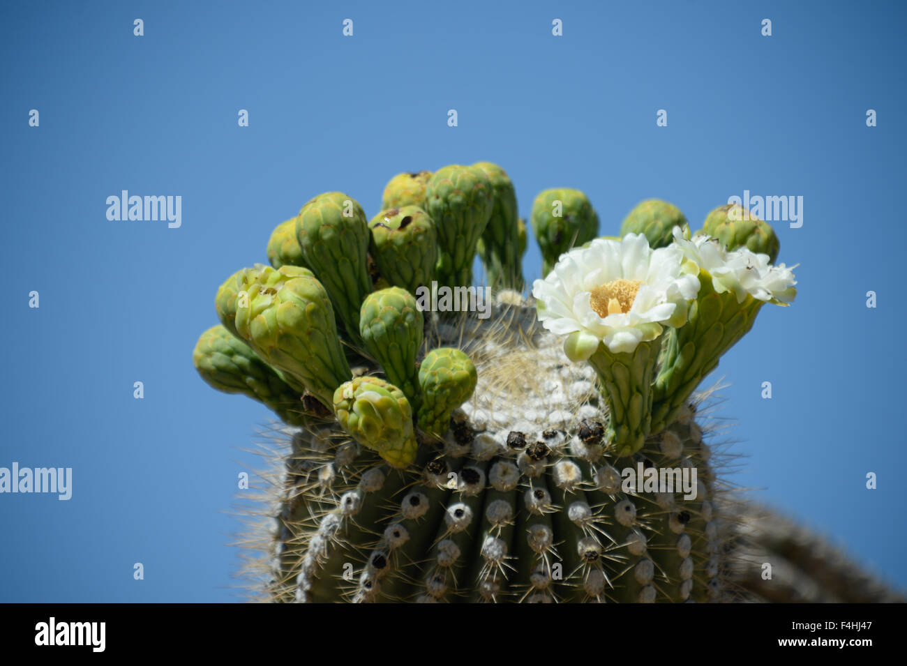 Cactus in desert, Arizona Stock Photo