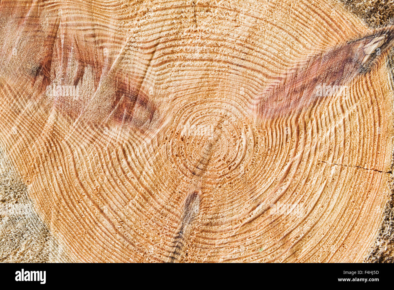Fresh wooden log section close-up photo, background texture Stock Photo