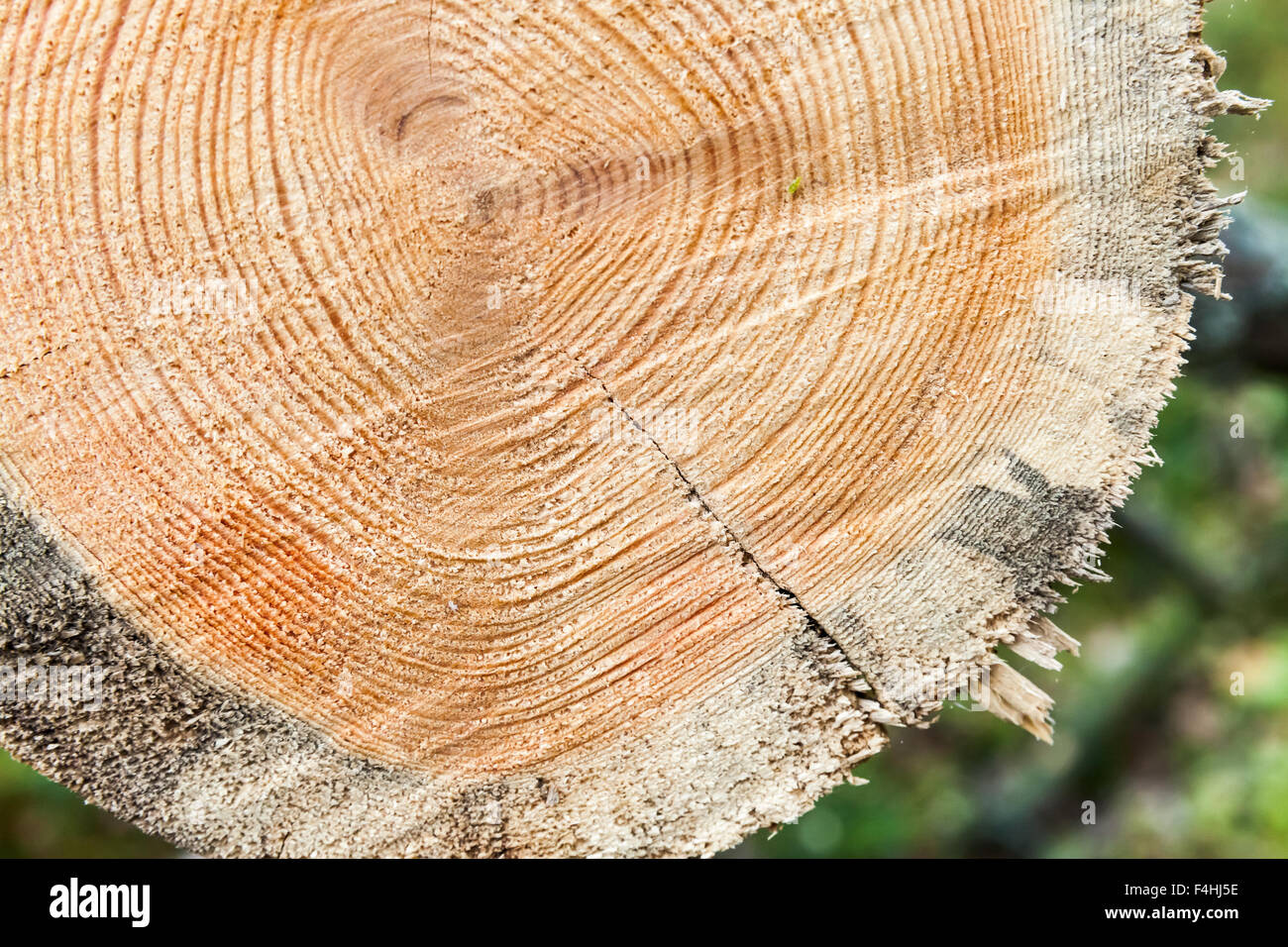 Fresh wooden log section closeup photo, background texture Stock Photo