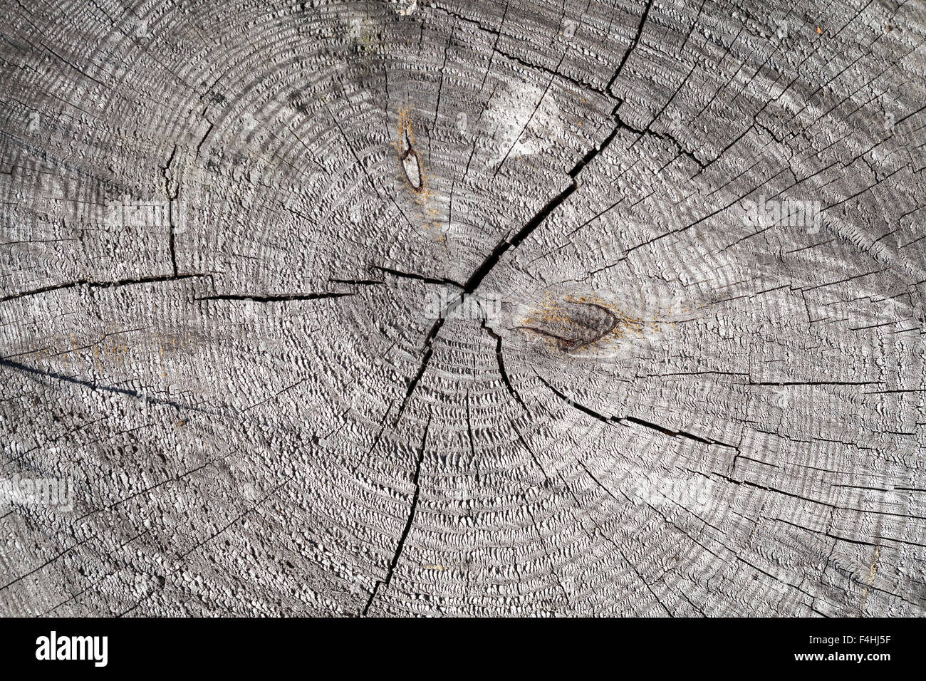 Old dark gray wooden log section with radial cracks, background photo texture Stock Photo