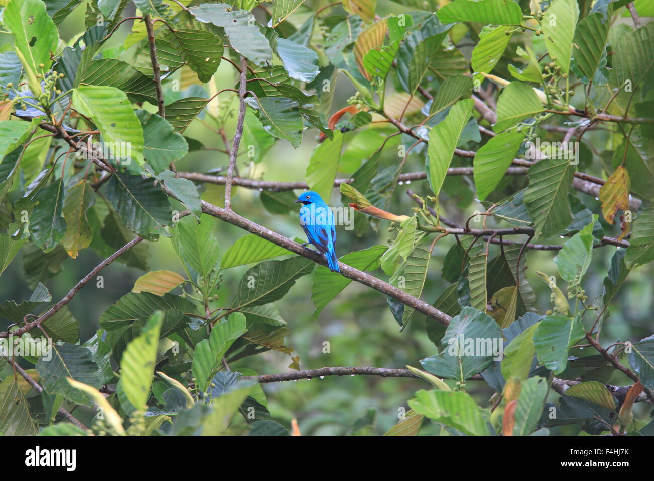 Plum-throated Cotinga (Cotinga maynana) in Amazon,Ecuador Stock Photo