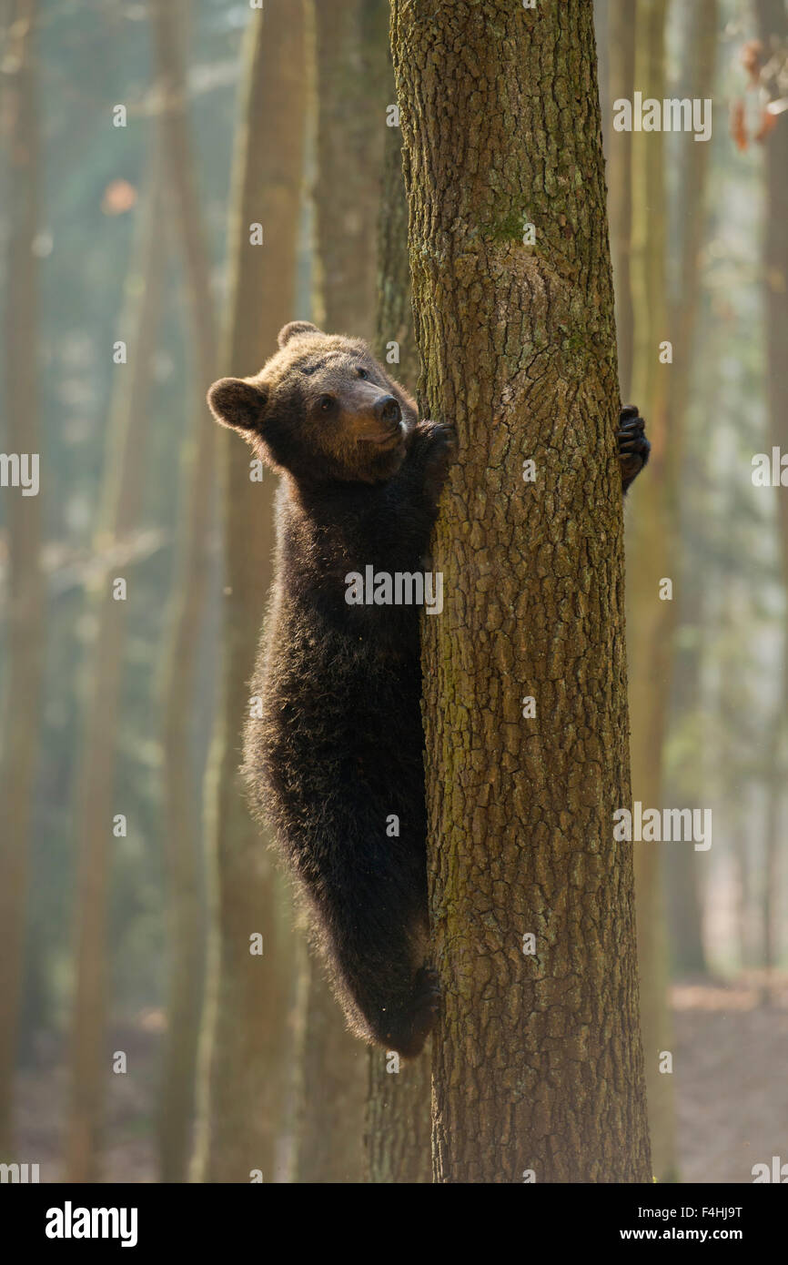 Young European Brown Bear / Europaeischer Braunbaer ( Ursus arctos ) climbing up a tree, looks funny. Stock Photo