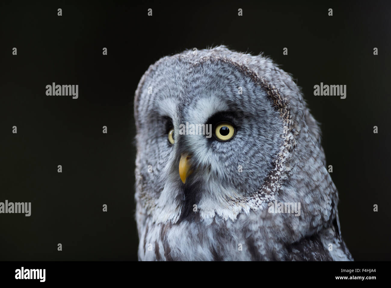 Close-up head portrait of Strix nebulosa / Great Grey Owl / Bartkauz / Lapplandeule, the largest species of owls. Stock Photo