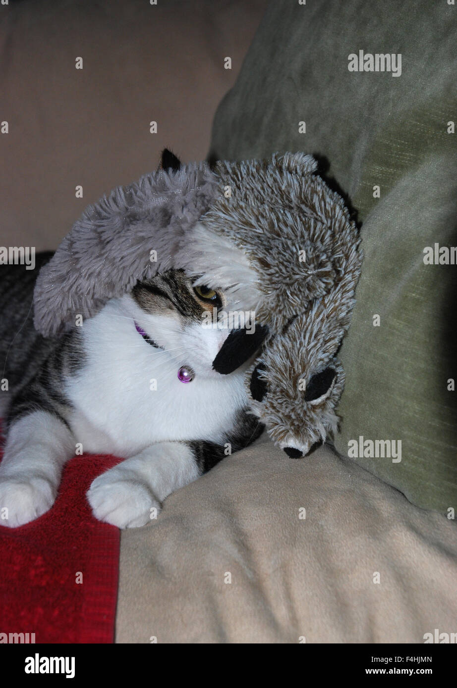 Cat hiding under couch hires stock photography and images Alamy