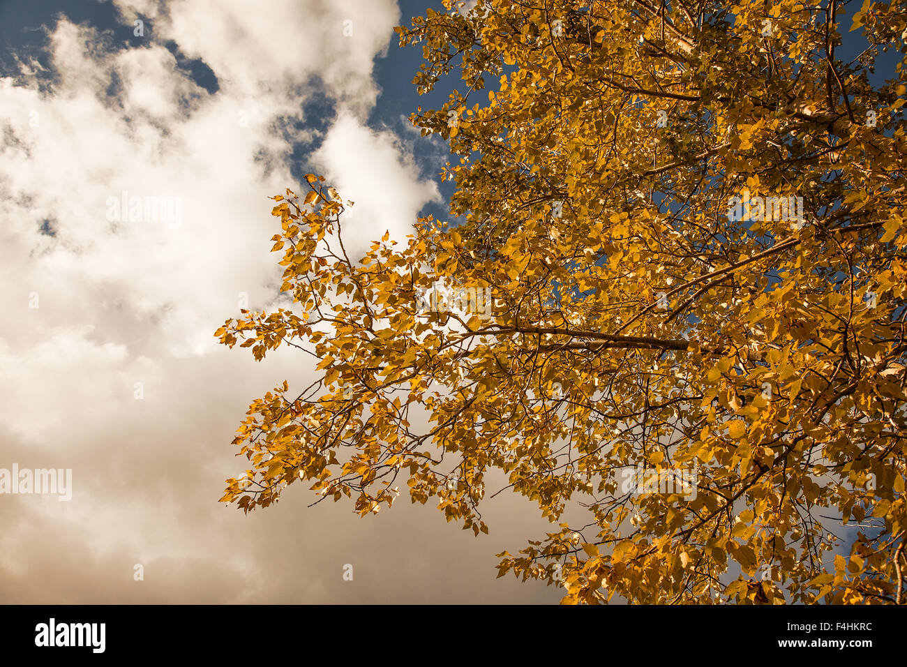 Contrasting autumn leaves and clouds. Stock Photo