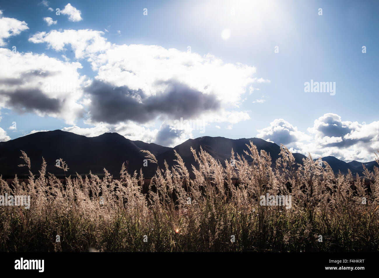 Scenic view of mountains and reeds in Alaska Stock Photo - Alamy