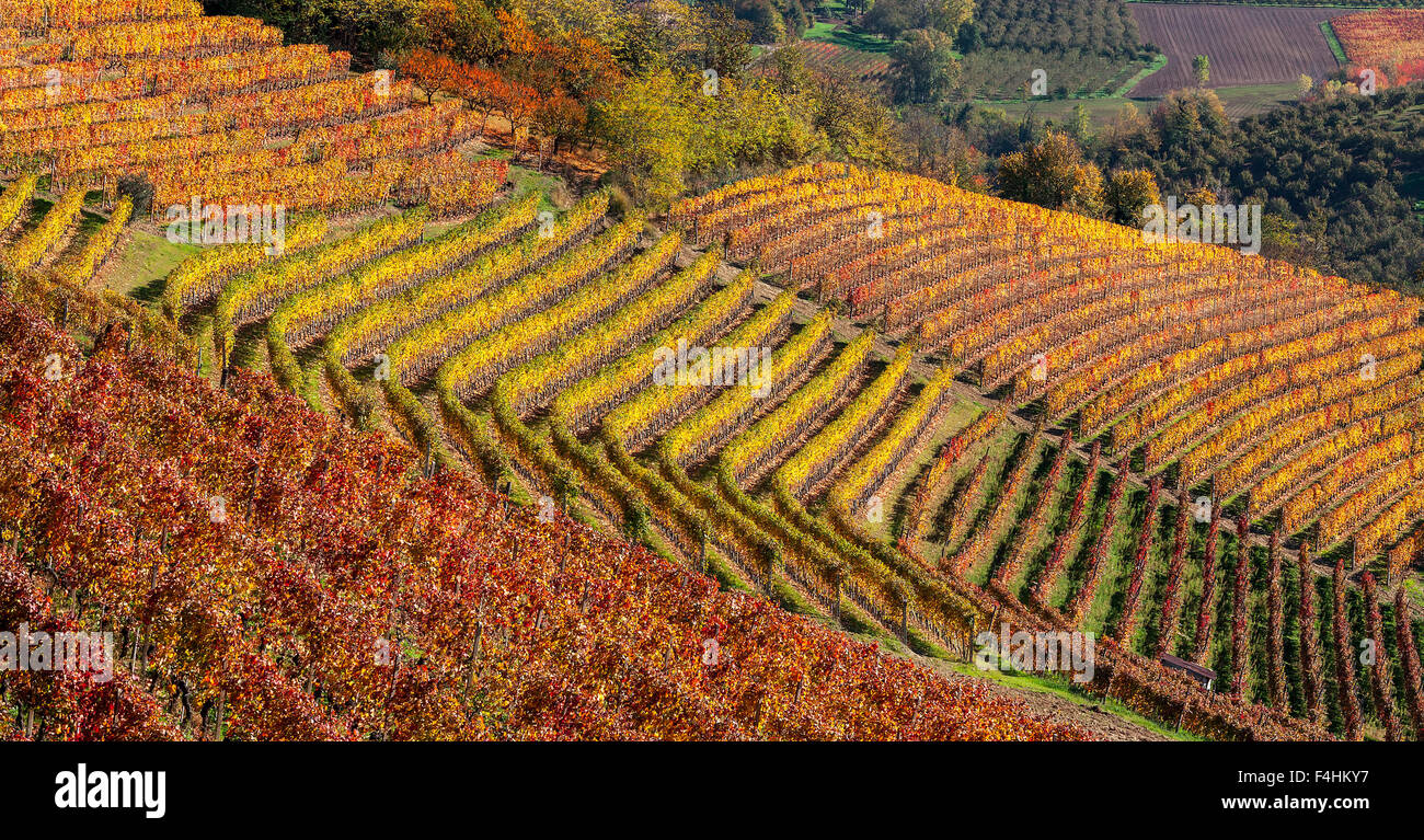 Colorful autumnal vineyards in row on the hill in Piedmont, Northern Italy. Stock Photo