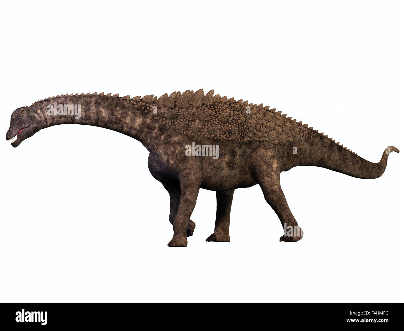 Ampelosaurus was a herbivorous sauropod dinosaur that lived in Europe during the Cretaceous Era. Stock Photo