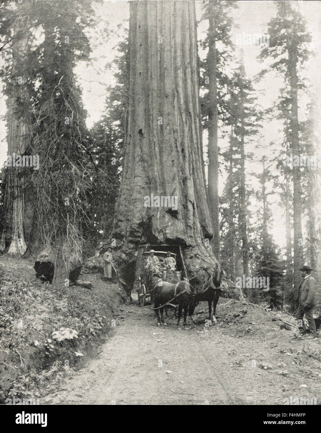 Wawona Tunnel Tree California USA 1894 Stock Photo