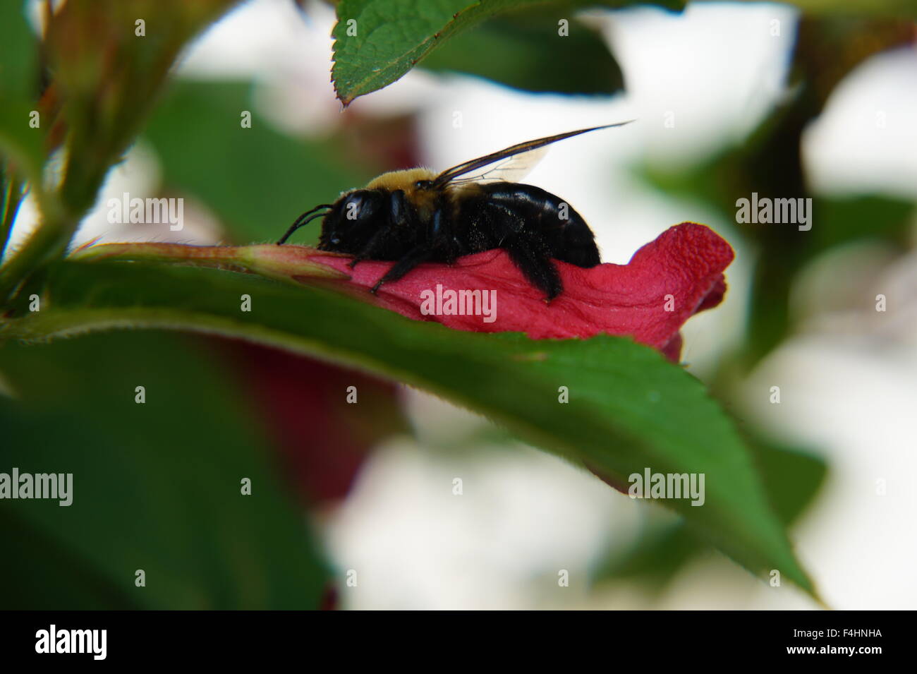 Bumble Bee close up Stock Photo